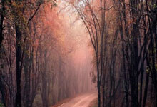 [德甲]拜仁战胜弗赖堡 取得德甲五连胜.